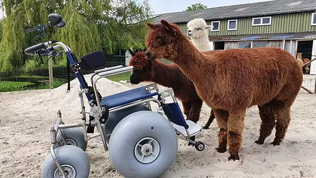 alpaca strandwandeling rolstoel
