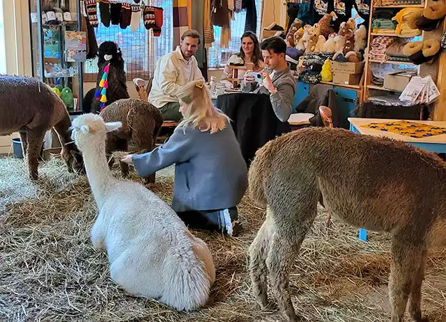 activiteiten met alpaca's in Zeeland