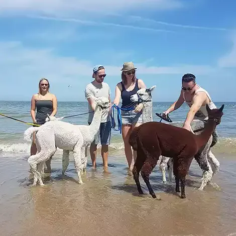 Dagje uit in Zeeland, met de alpaca's wandelen op het strand