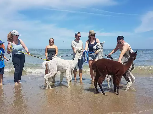 Dagje uit in Zeeland, met de alpaca's wandelen op het strand