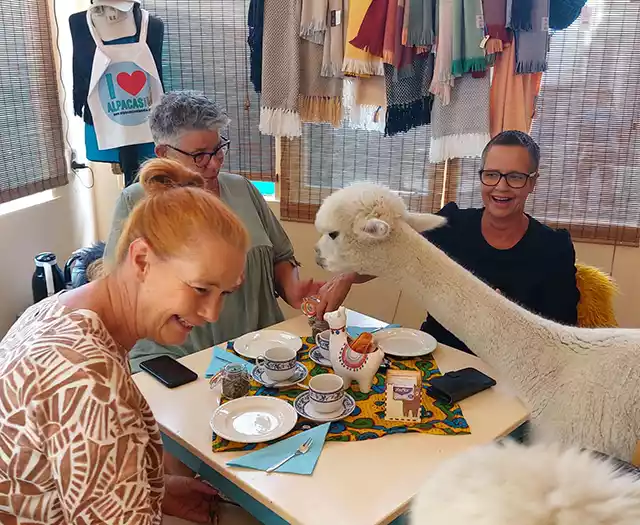 genieten van een heerlijke high tea samen met de alpaca's